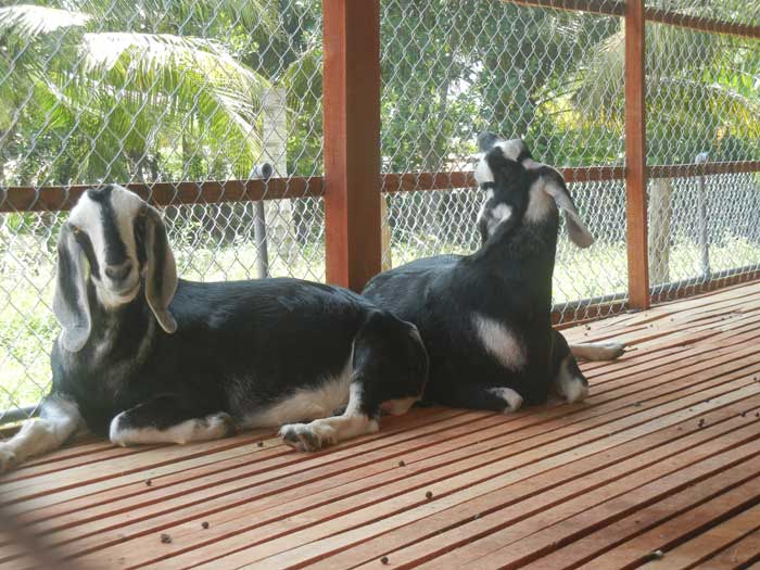 bán dê giống bách thảo Ninh Thuận