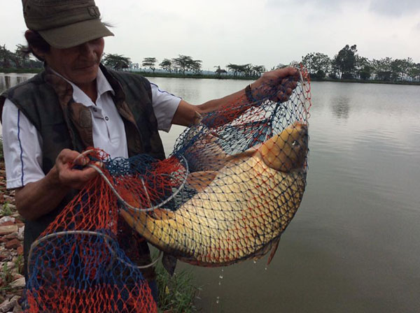 Cách làm mồi câu cá chép sông hồ