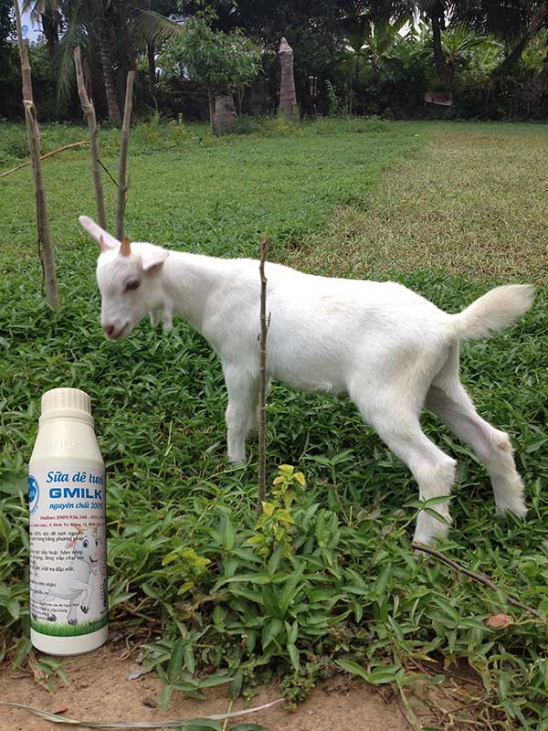 Goats Milk for Dogs