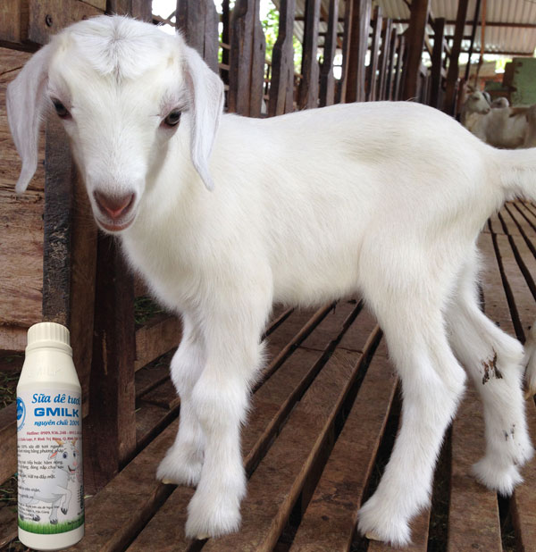 The surprising health benefits of goat’s milk The surprising health benefits of goat’s milk